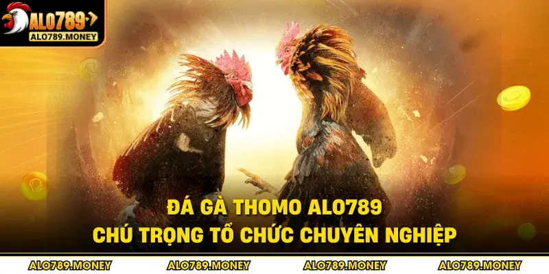 Đá gà Thomo ALO789 chú trọng tổ chức chuyên nghiệp Đá gà Thomo ALO789 chú trọng tổ chức chuyên nghiệp