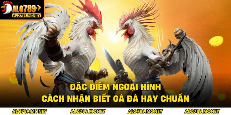 Đặc điểm ngoại hình cách nhận biết gà đá hay chuẩn
