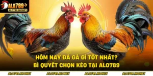 Hôm Nay Đá Gà Gì Tốt Nhất? Bí Quyết Chọn Kèo Tại ALO789