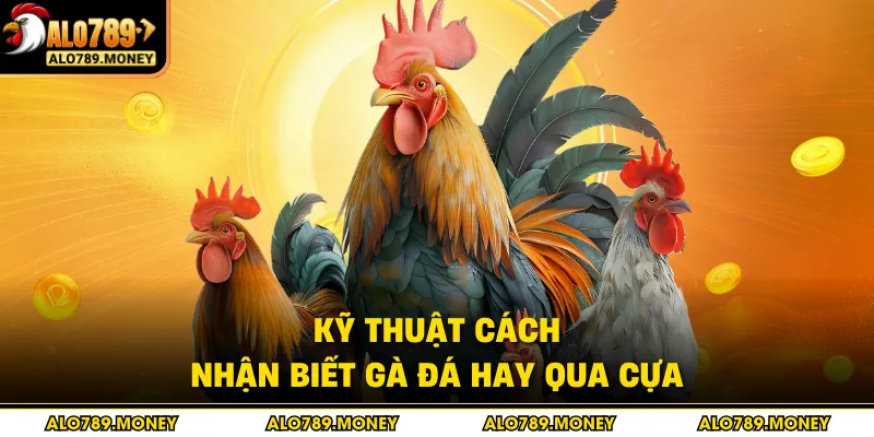 Kỹ thuật cách nhận biết gà đá hay qua cựa