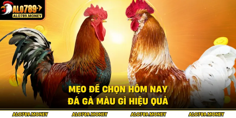 Mẹo để chọn hôm nay đá gà màu gì hiệu quả