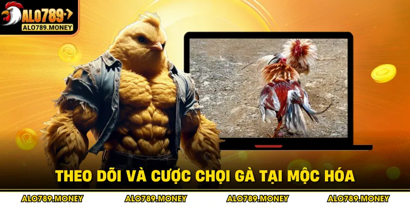 Theo dõi và cược chọi gà tại Mộc Hóa Theo dõi và cược chọi gà tại Mộc Hóa